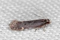 Aproaerema anthyllidella
