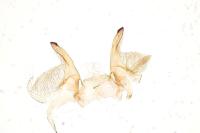 Monochroa conspersella
