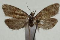 Isotrias stramentana