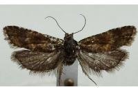 Aethes margarotana