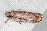 Depressaria floridella