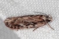 Depressaria floridella