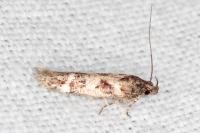 Caryocolum fibigerium