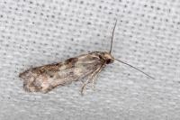 Epermenia ochreomaculella