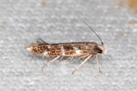 Oxypteryx wilkella