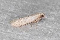 Dysspastus fallax