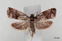 Endothenia oblongana