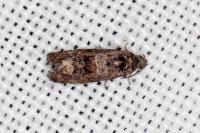 Endothenia oblongana