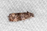 Endothenia oblongana