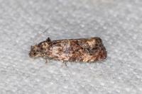 Endothenia oblongana