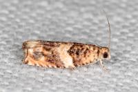 Gypsonoma imparana
