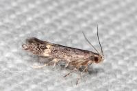 Monochroa sepicolella