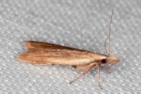 Dichomeris derasella