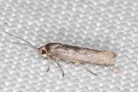Scythris mus