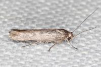 Scythris mus