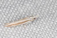 Coleophora bilineella