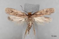 Tinea murariella
