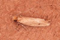 Tinea murariella