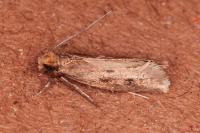 Tinea murariella