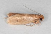 Tinea murariella
