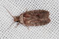 Agonopterix cnicella