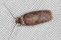 Agonopterix cnicella