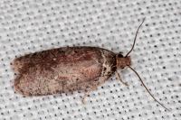 Agonopterix cnicella