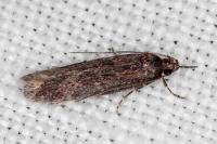 Telphusa cistiflorella
