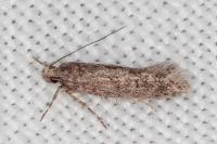 Telphusa cistiflorella