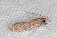 Telphusa cistiflorella