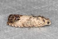 Pammene fasciana