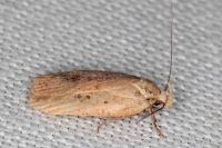 Agonopterix assimilella