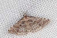 Alucita palodactyla