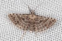 Alucita palodactyla