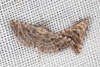 Alucita palodactyla