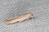 Coleophora virgaureae