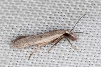 Dichomeris limbipunctella