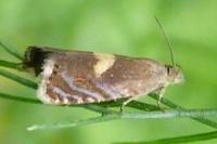 Dichrorampha petiverella