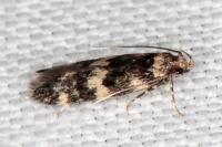 Oegoconia novimundi