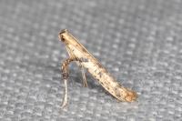 Caloptilia honoratella