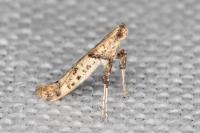Caloptilia honoratella