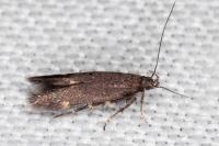 Oxypteryx immaculatella