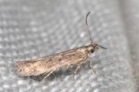 Ephysteris promptella