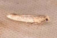 Scrobipalpa camphorosmella