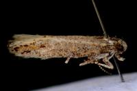 Ephysteris diminutella