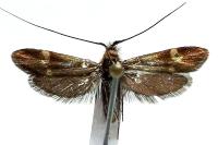 Nemophora raddaella