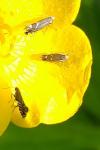 Glyphipterix simpliciella