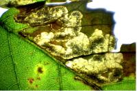 Ectoedemia rubivora