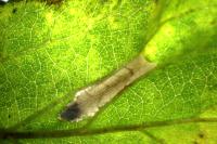 Phyllonorycter spinicolella