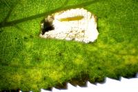 Phyllonorycter spinicolella